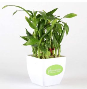 bamboo-plant-gift-for-office-desk